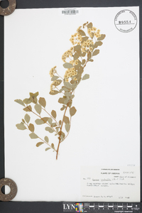 Spiraea × vanhouttei image