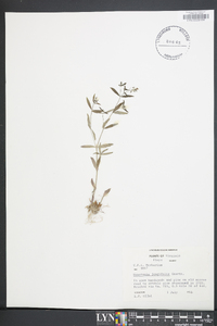 Houstonia longifolia image