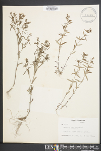 Houstonia longifolia image