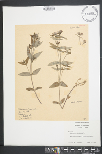 Houstonia purpurea image