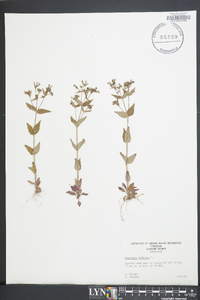 Houstonia purpurea image