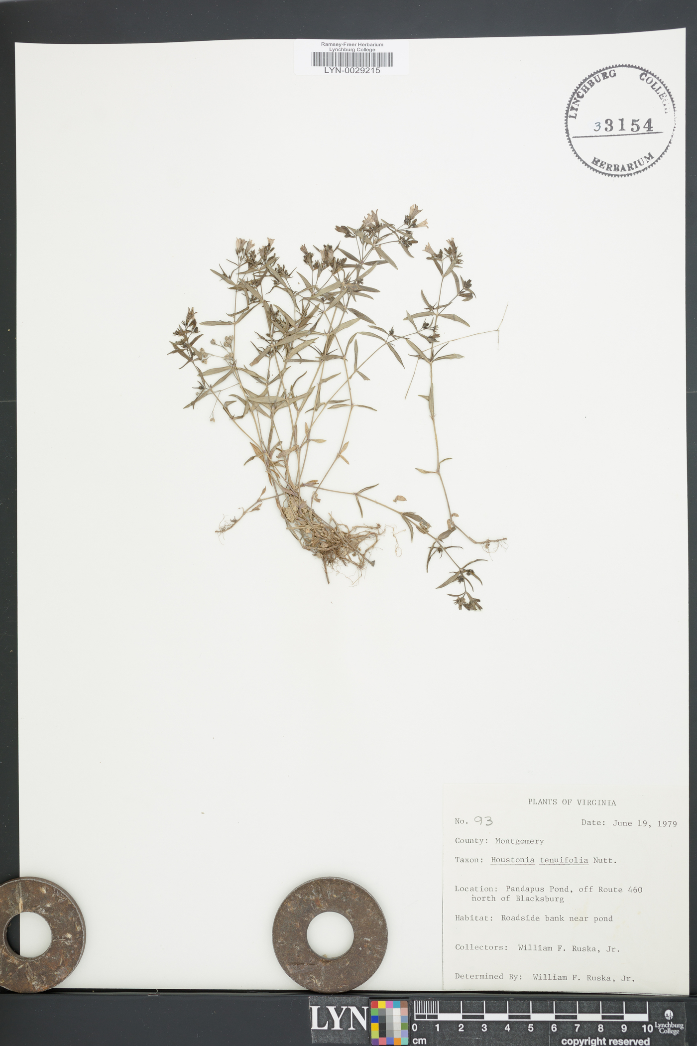 Houstonia tenuifolia image