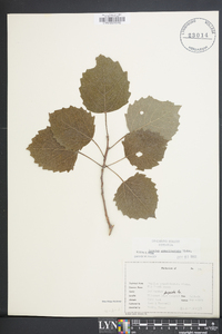 Populus grandidentata image