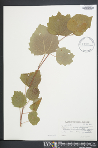 Populus grandidentata image