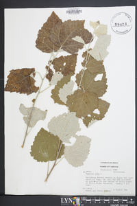 Populus alba image