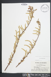 Salix caroliniana image