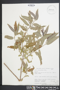 Salix caroliniana image