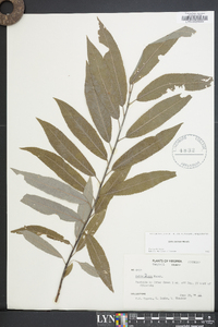 Salix sericea image