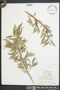 Salix sericea image