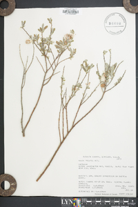 Salix occidentalis image