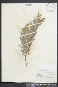 Salix sericea image