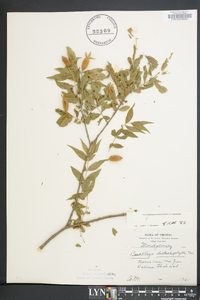 Buckleya distichophylla image