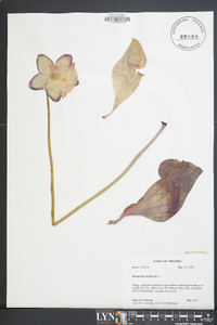 Sarracenia purpurea image