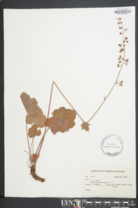 Heuchera americana image