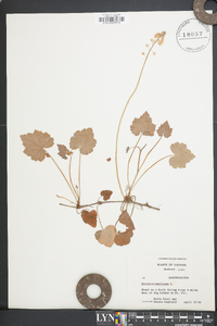 Heuchera americana image