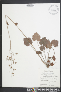 Heuchera americana image