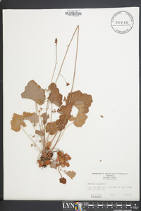 Heuchera americana image