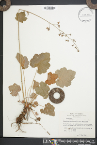 Heuchera americana image