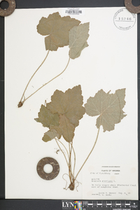 Heuchera americana image