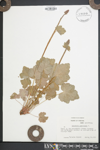 Heuchera americana image