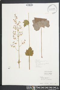 Heuchera americana image