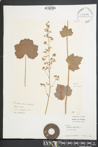 Heuchera americana image