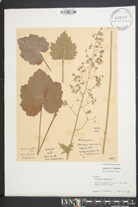 Heuchera americana image