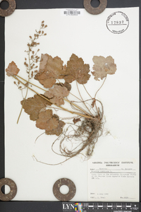 Heuchera americana image