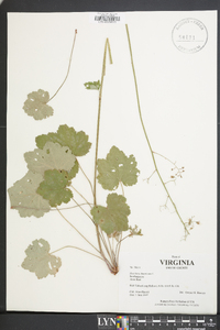 Heuchera americana image