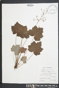 Heuchera villosa image