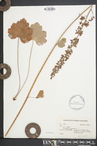 Heuchera americana image