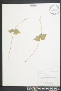 Mitella diphylla image