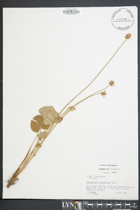 Parnassia asarifolia image