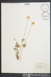 Parnassia asarifolia image