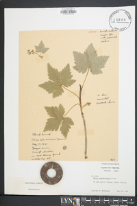 Ribes glandulosum image