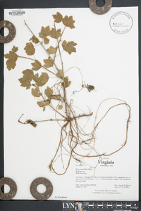 Ribes rotundifolium image