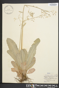 Micranthes micranthidifolia image