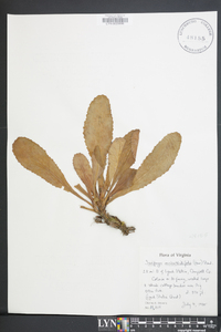 Micranthes micranthidifolia image