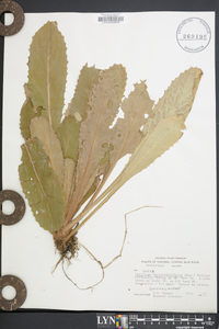Micranthes micranthidifolia image
