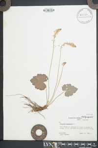 Tiarella cordifolia image