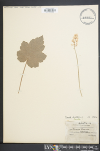 Tiarella cordifolia image