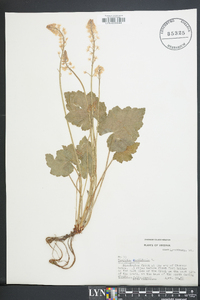 Tiarella cordifolia image