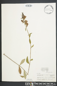 Aureolaria flava image