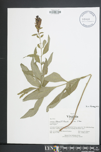 Aureolaria flava image