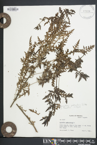 Aureolaria pedicularia image