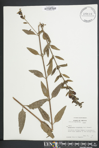 Aureolaria virginica image