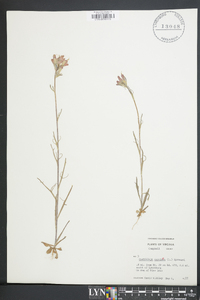 Castilleja coccinea image