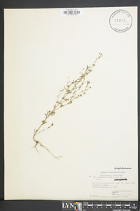 Chaenorhinum minus image