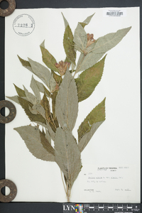 Chelone glabra var. elongata image