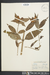 Chelone glabra var. elatior image